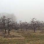 A foggy orchard in Leland Township's southside 